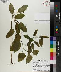 Smilax herbacea image