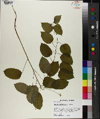 Smilax pulverulenta image