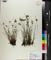 Cyperus lanceolatus image