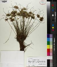 Cyperus lanceolatus image