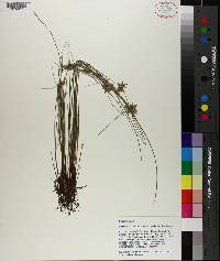 Cyperus lanceolatus image