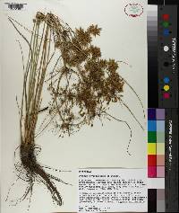 Cyperus oxylepis image