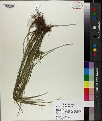 Cyperus pseudovegetus image