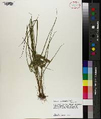 Cyperus pseudovegetus image