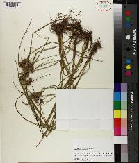 Cyperus virens image