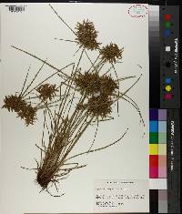 Cyperus polystachyos image