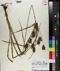 Cyperus retrofractus image