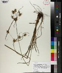 Cyperus retrofractus image