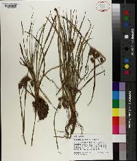 Cyperus retrorsus image