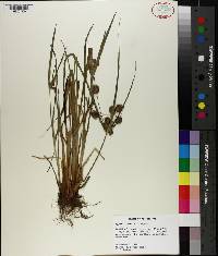 Cyperus retrorsus image