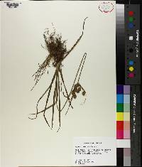 Cyperus retrorsus image