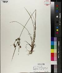 Cyperus retrorsus image