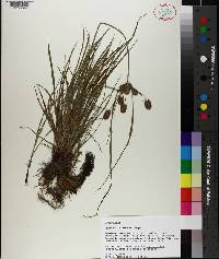 Cyperus retrorsus image