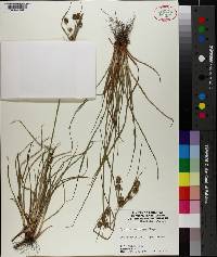 Cyperus retrorsus image
