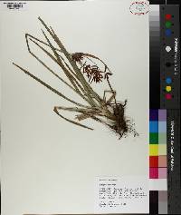 Cyperus rotundus image