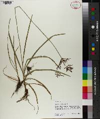 Cyperus rotundus image