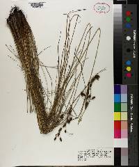 Fimbristylis castanea image