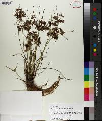 Cyperus surinamensis image