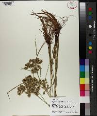 Cyperus surinamensis image