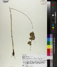 Cyperus surinamensis image