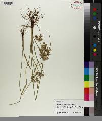 Cyperus surinamensis image