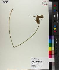 Cyperus surinamensis image