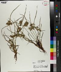 Cyperus surinamensis image