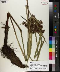 Cyperus virens image