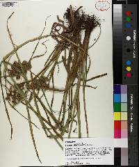 Cyperus virens image