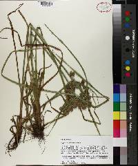 Cyperus virens image