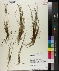 Eleocharis albida image