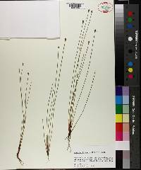 Eleocharis ovata image