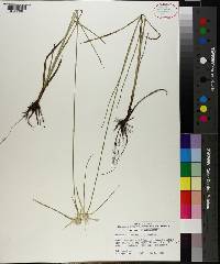 Rhynchospora colorata image