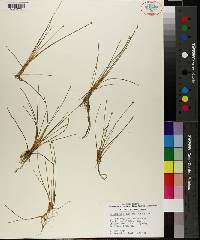 Eleocharis flavescens image