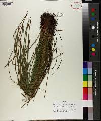 Eleocharis montana image