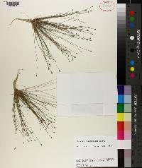 Eleocharis microcarpa image