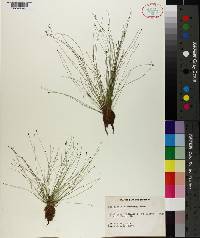 Eleocharis microcarpa image