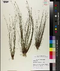 Eleocharis microcarpa image