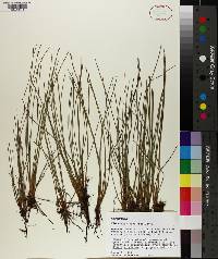 Eleocharis robbinsii image