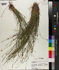 Eleocharis tuberculosa image