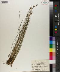 Eleocharis tuberculosa image