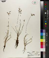 Fimbristylis decipiens image