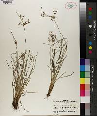 Fimbristylis decipiens image