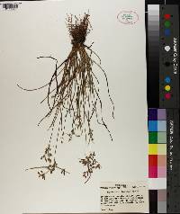 Fimbristylis decipiens image