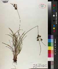 Fimbristylis dichotoma image