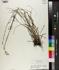 Fimbristylis dichotoma image