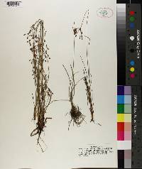 Fimbristylis dichotoma image