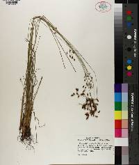 Fimbristylis puberula image