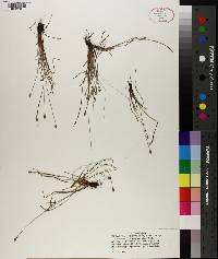 Fimbristylis schoenoides image