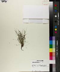 Cyperus subsquarrosus image